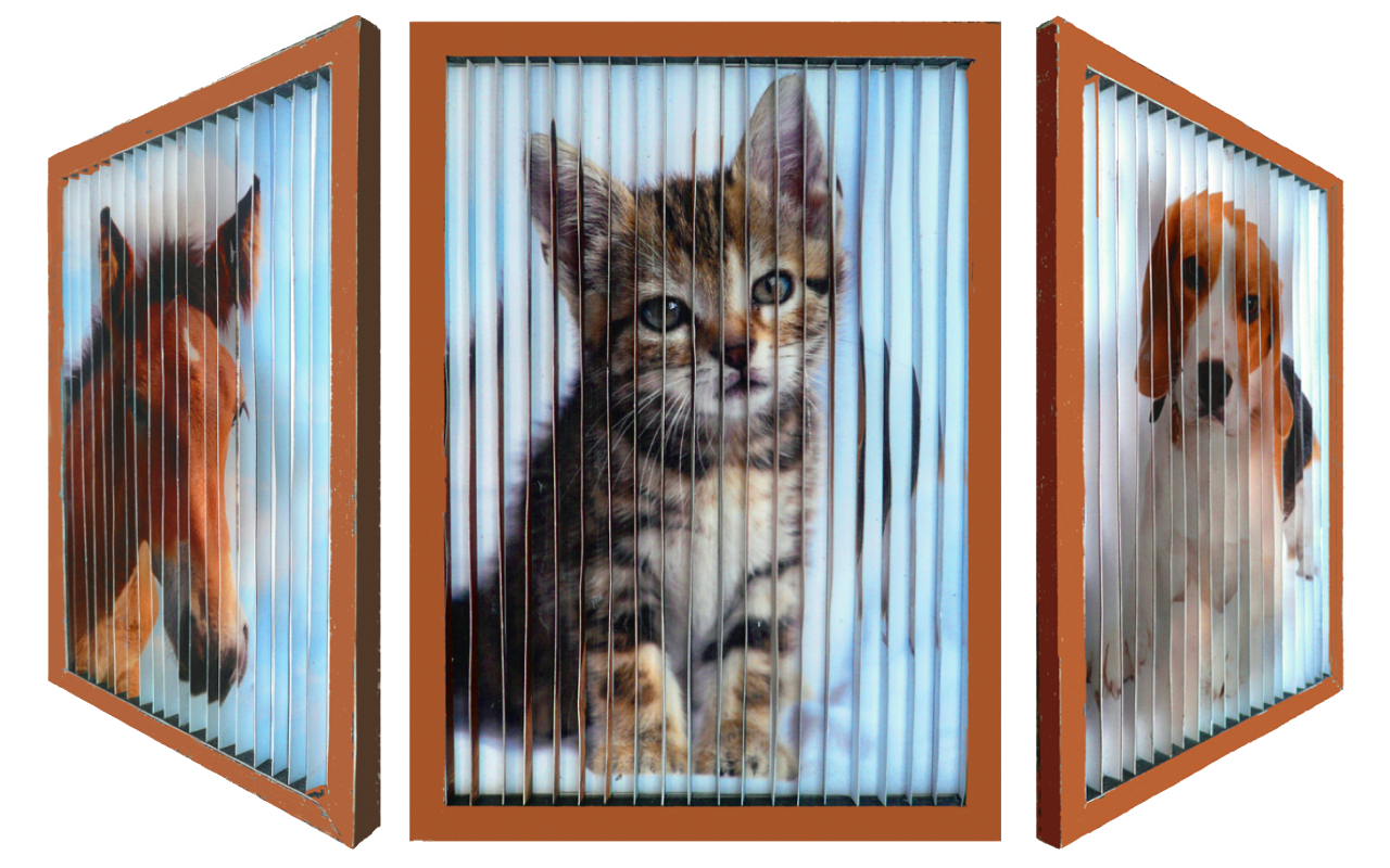 602 Verwandlungsbild Tiere Foto