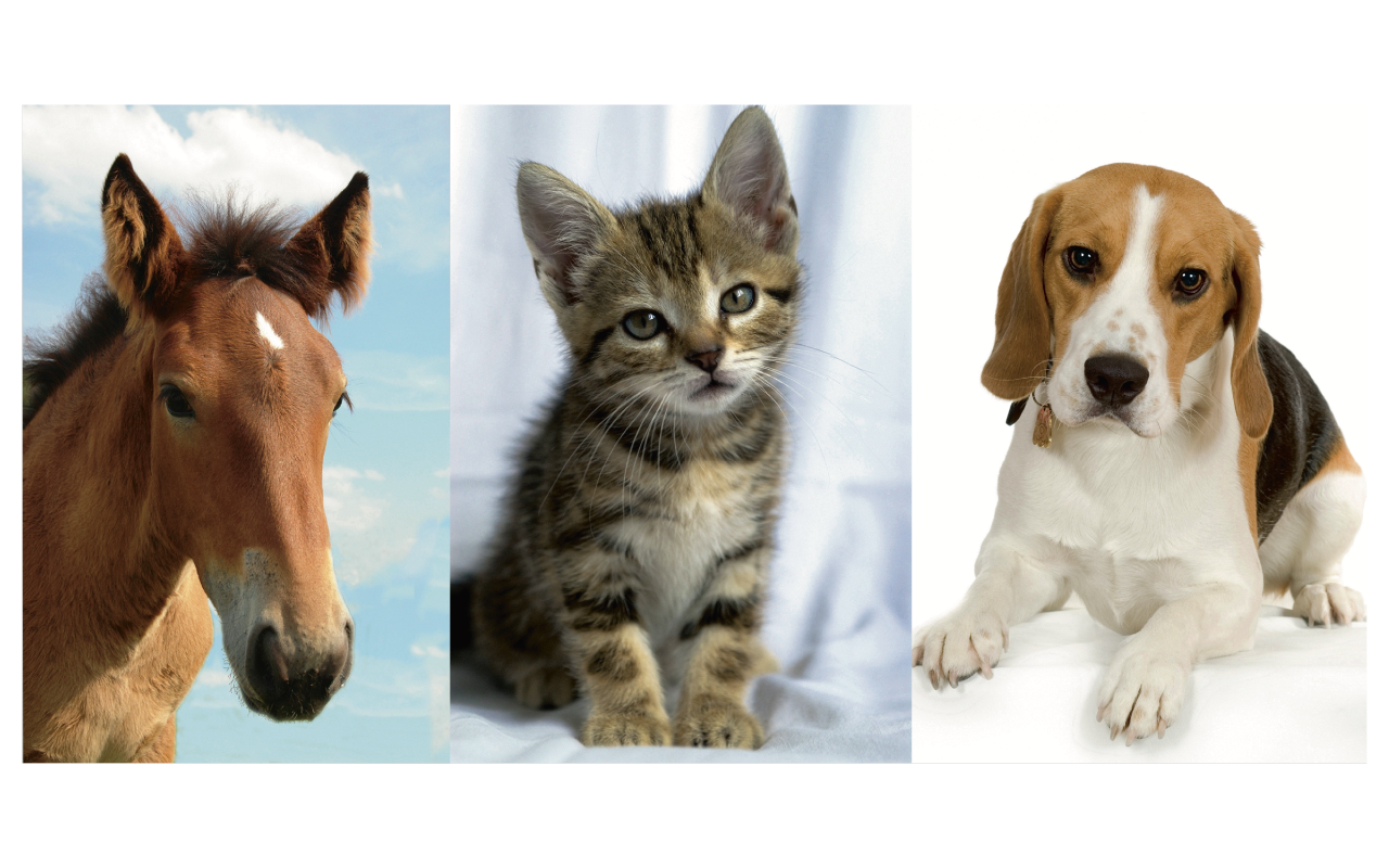 Verwandlungsbild «Tiere»